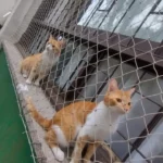 Redes de Proteção para Gatos